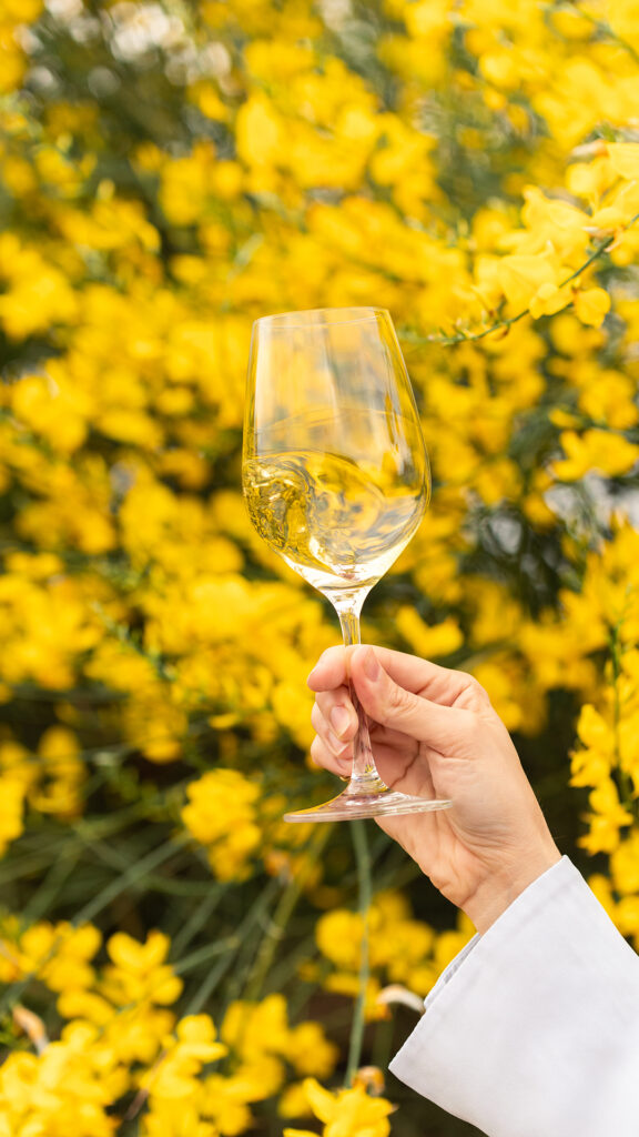 Cantine Aperte, Discovering the World of Donnafugata