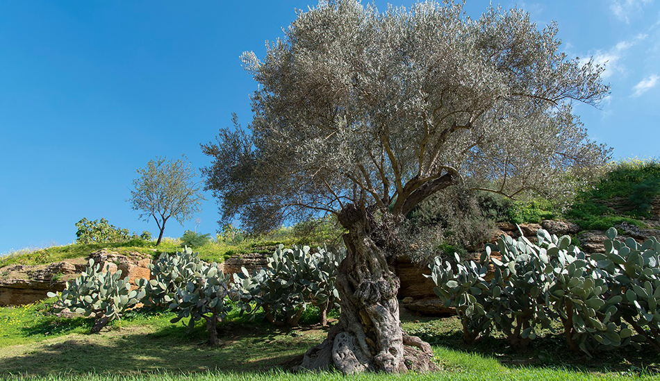 Donnafugata @  Sere FAI d’estate