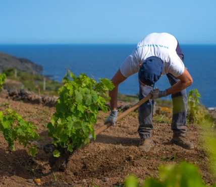 Donnafugata for Sustainability