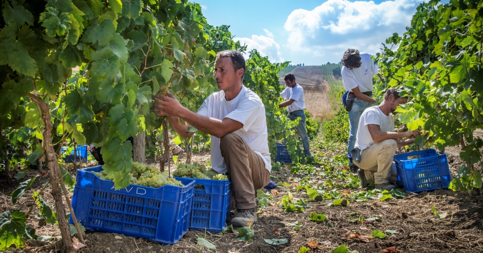 Vendemmia 2015 a Donnafugata