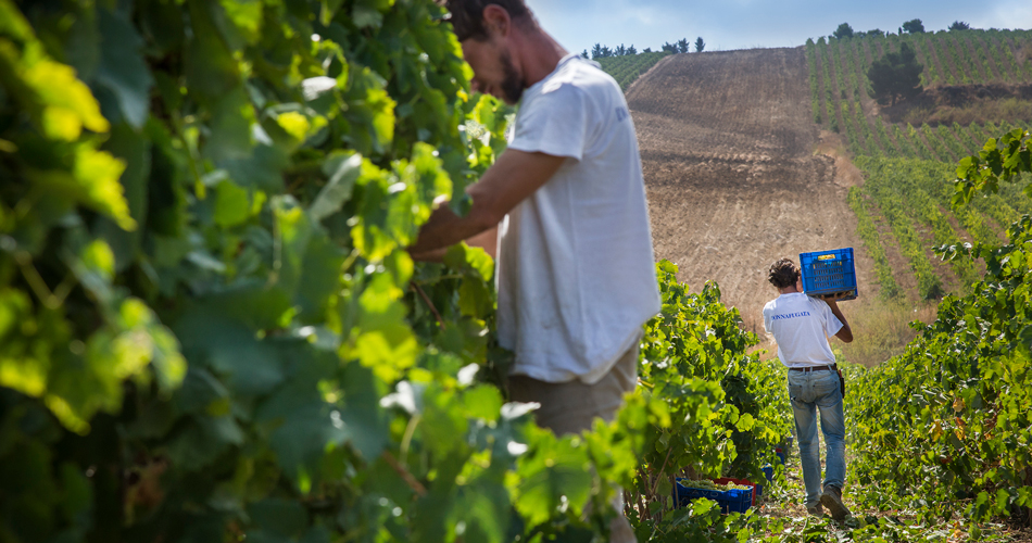 La vendemmia 2016 a Donnafugata