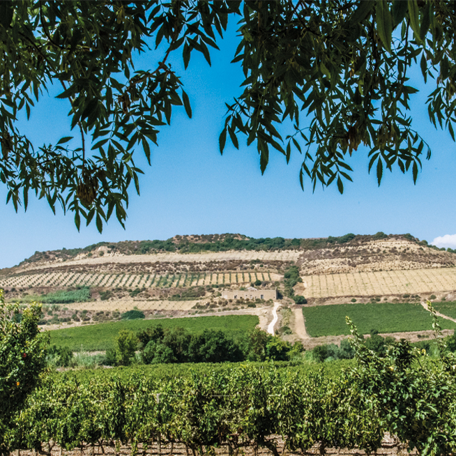 2016 - Due nuove tenute sull'Etna e a Vittoria