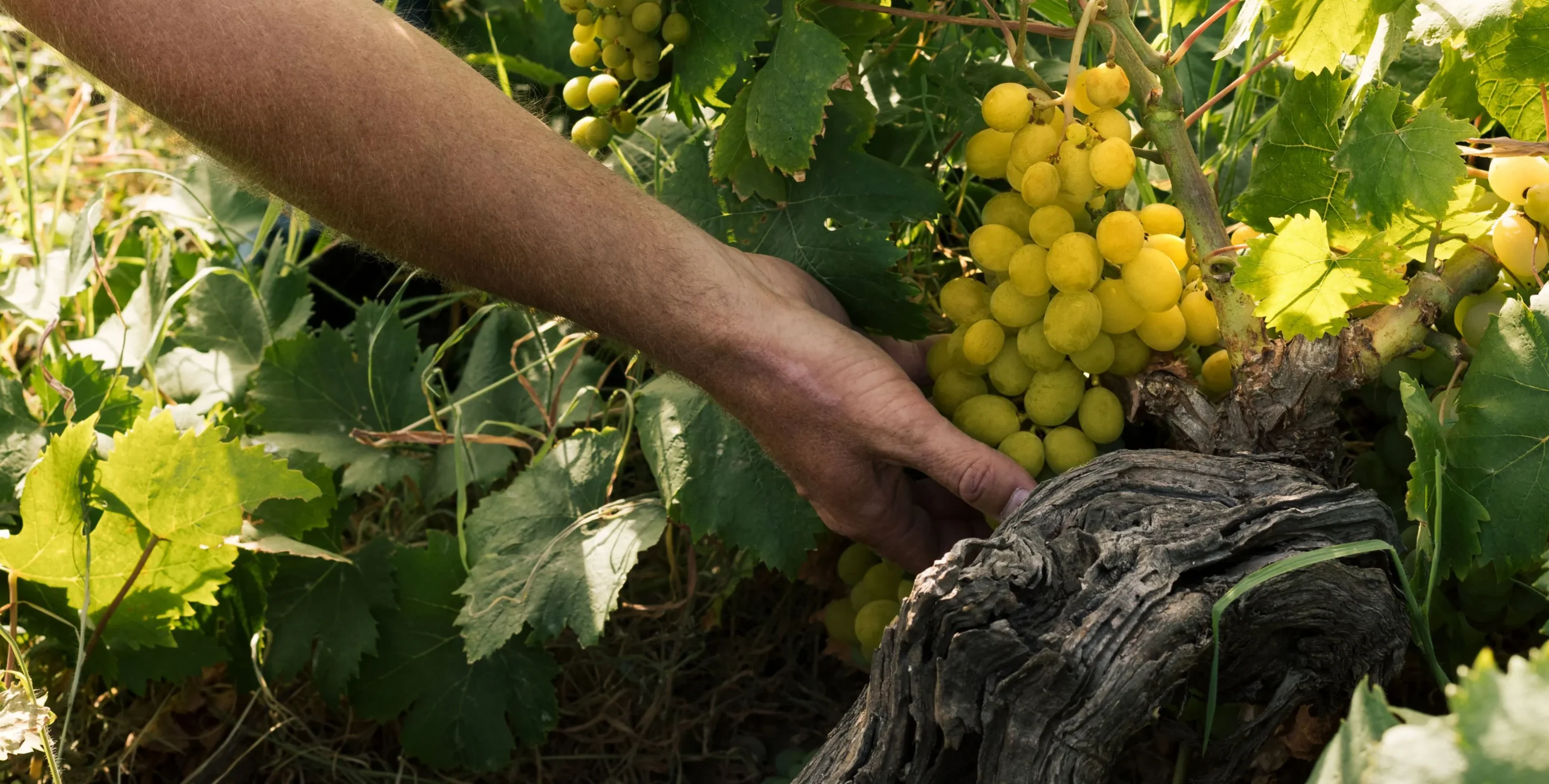 Agricoltura Sostenibile