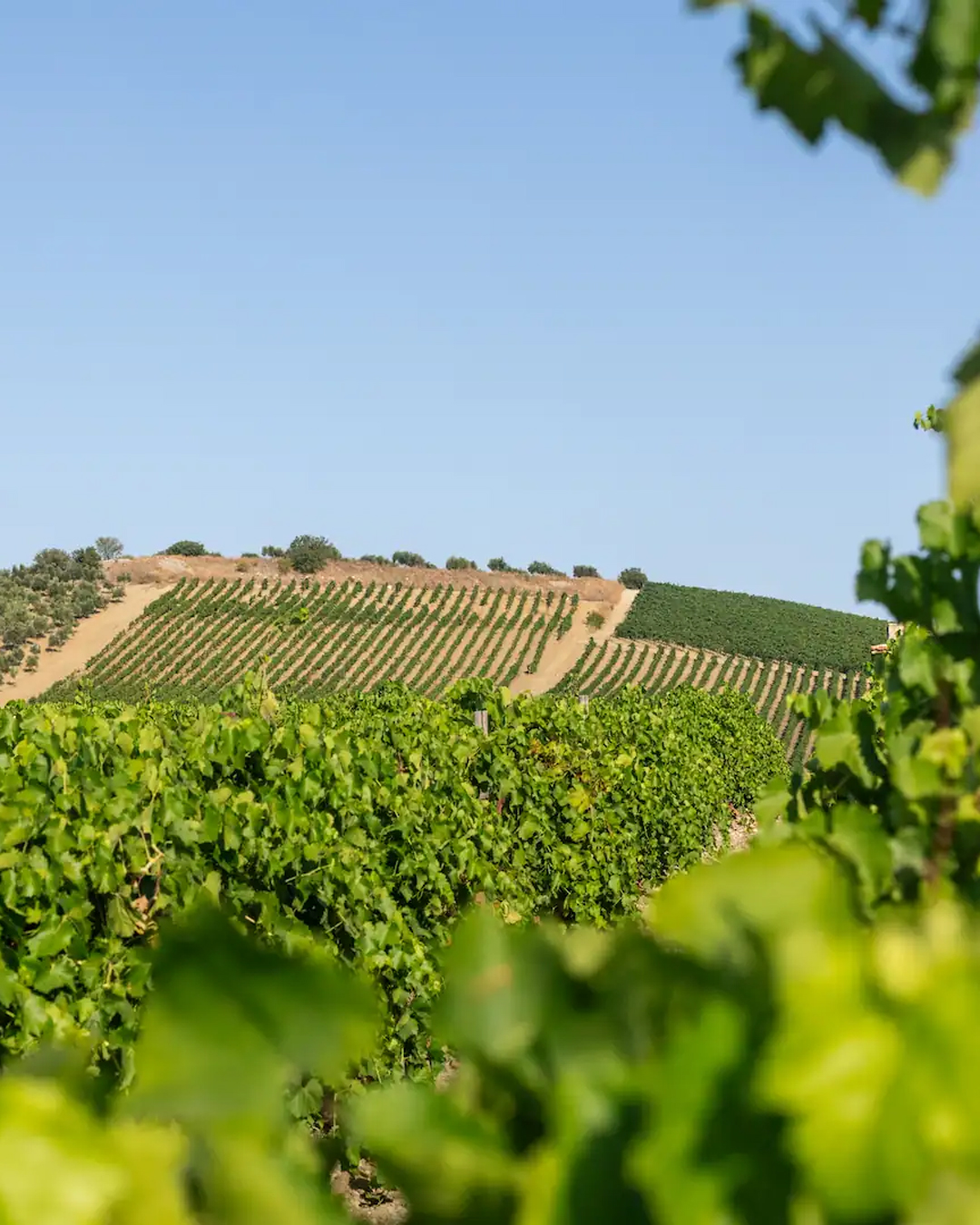 Vigneti e cantine